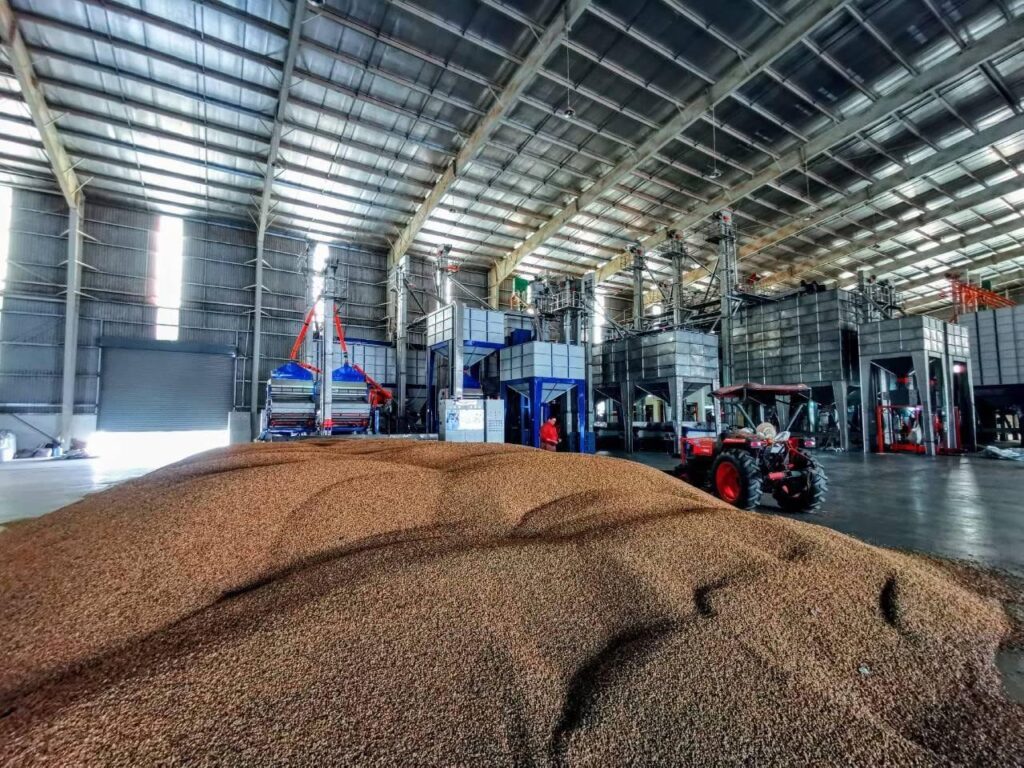 Arabica green coffee beans from Laos farm, high-quality raw coffee for export