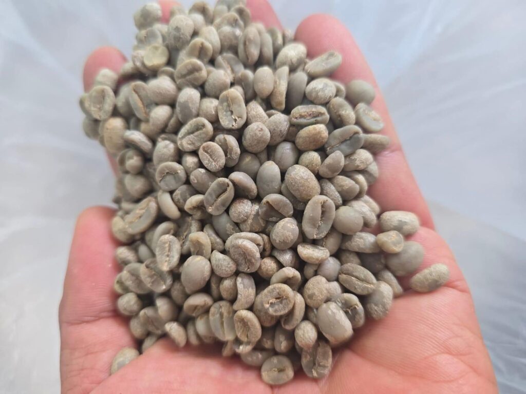 Arabica coffee farm Pakse Laos