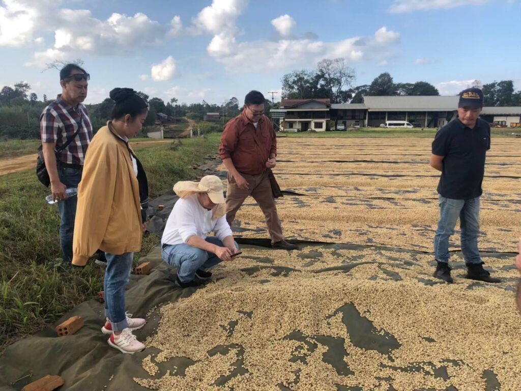 Arabica coffee farm in Pakse Laos high altitude plantation green coffee beans